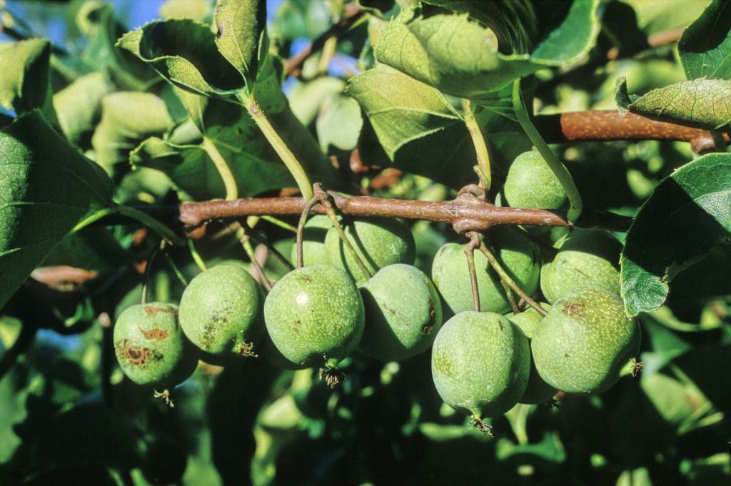 Découvrez la liste des fruits méconnus et ouvrez-vous à de nouvelles saveurs