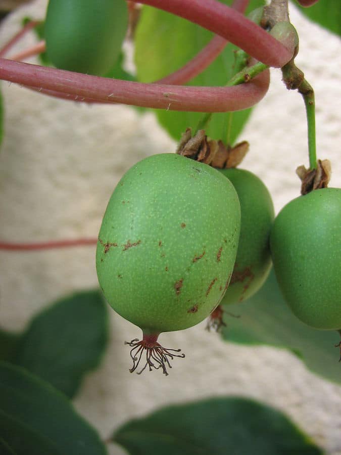 Découvrez le fruit Kiwaï, le cousin méconnu du kiwi