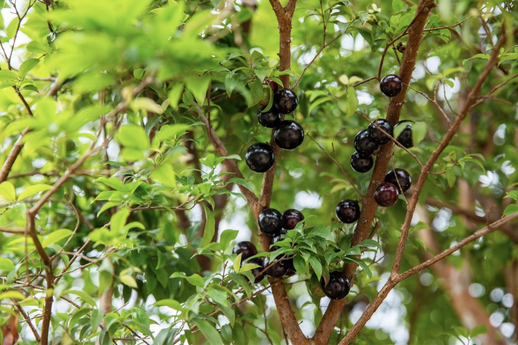 Découvrez le fruit jaboticaba, ce dérivé du raisin venu du Brésil
