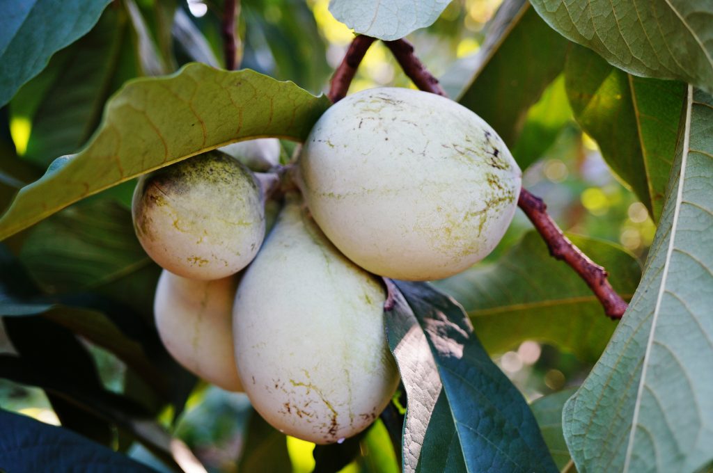 Connaissez vous le fruit Asimine ? Découvrez ce doux mélange de mangue et de banane