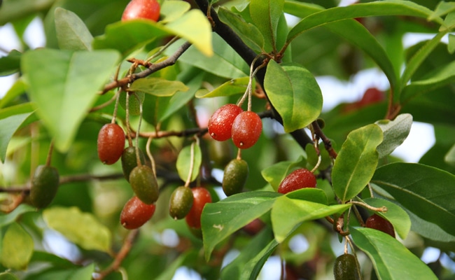 La baie d'argent : découvrez le super fruit aussi appelé olive d'automne