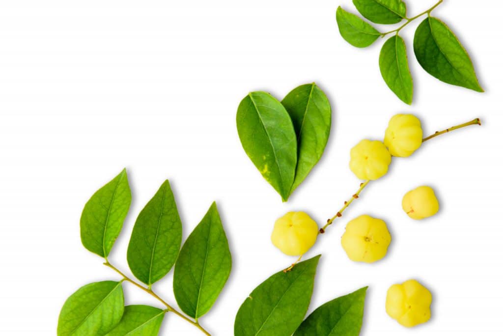 groseille étoilée fruit méconnu