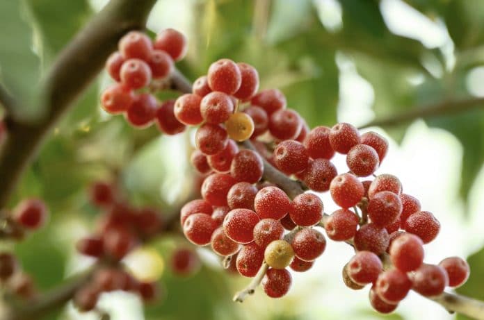 baie argent super fruit