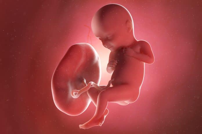 Le placenta : que se passe-t-il après l'accouchement ? - Placenta