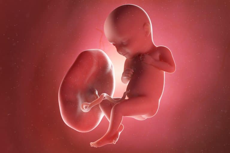 Le placenta : que se passe-t-il après l'accouchement ? - Placenta