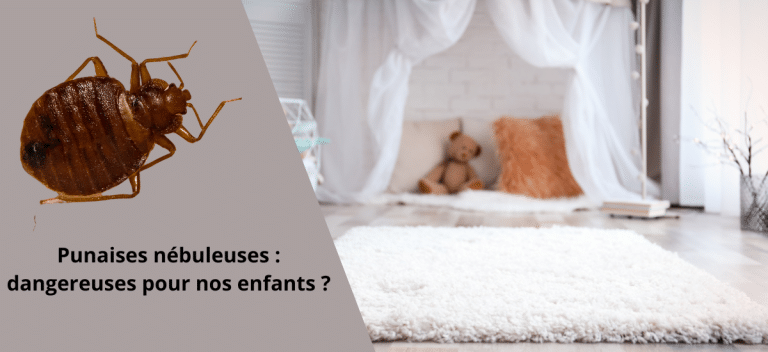 Les punaises nébuleuses qui pululent en France sont-elles dangereuses pour nos enfants ?